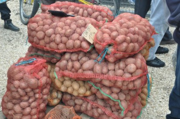 Harghita: Producătorii de cartofi din judeţ ar putea exporta în ţări ale Uniunii Europene